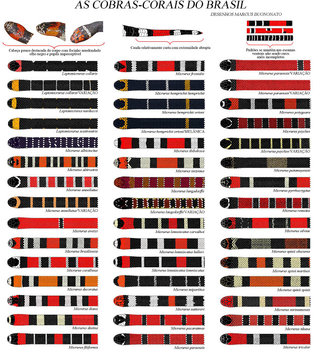 Coral Snakes of Brazil — credit: Marcus Buononato